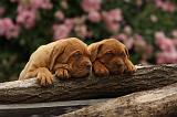 DOGUE DE BORDEAUX 333